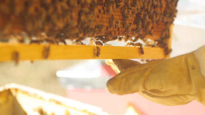 Le api del lago Bullicante ExSnia (per una scena di Porta Maggiore), 2018. Video frame.