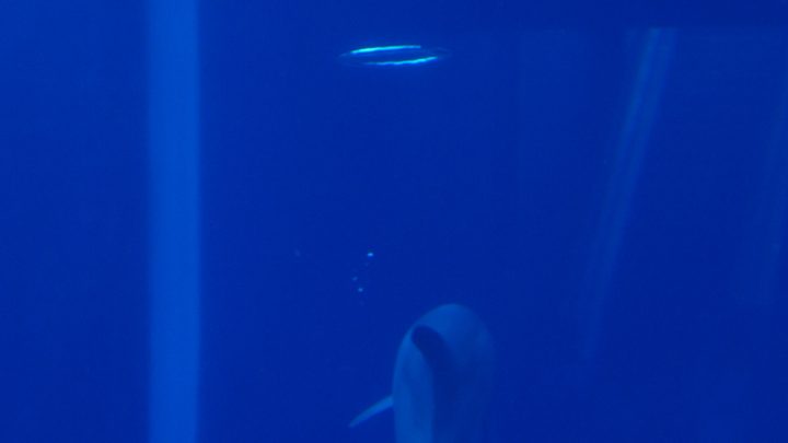 Delfini (per una scena di Porta Maggiore), 2019. Video frame. © mgf