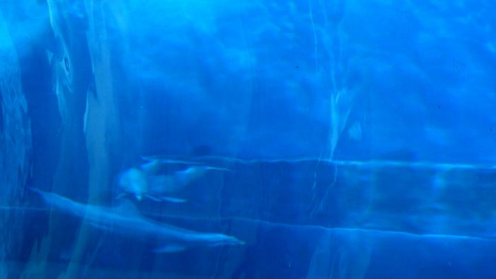 Delfini (per una scena di Porta Maggiore), 2019. Video frame. © mgf