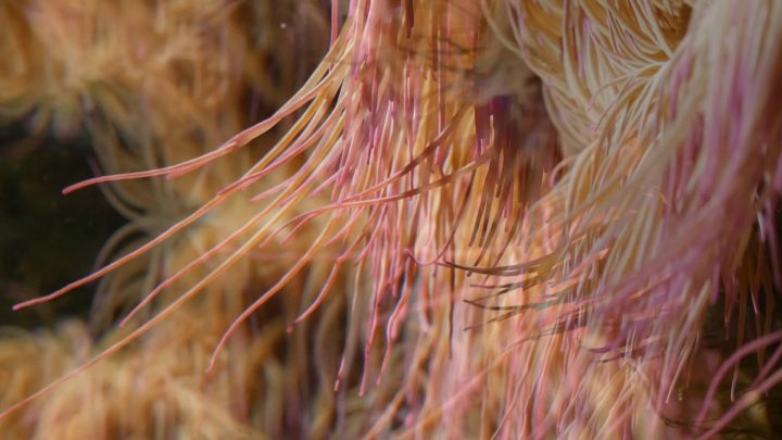 Stella, polipo, anemone, pagliaccio (per una scena di Porta Maggiore), 2019. Video frame. © mgf