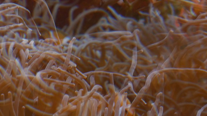 Stella, polipo, anemone, pagliaccio (per una scena di Porta Maggiore), 2019. Video frame. © mgf