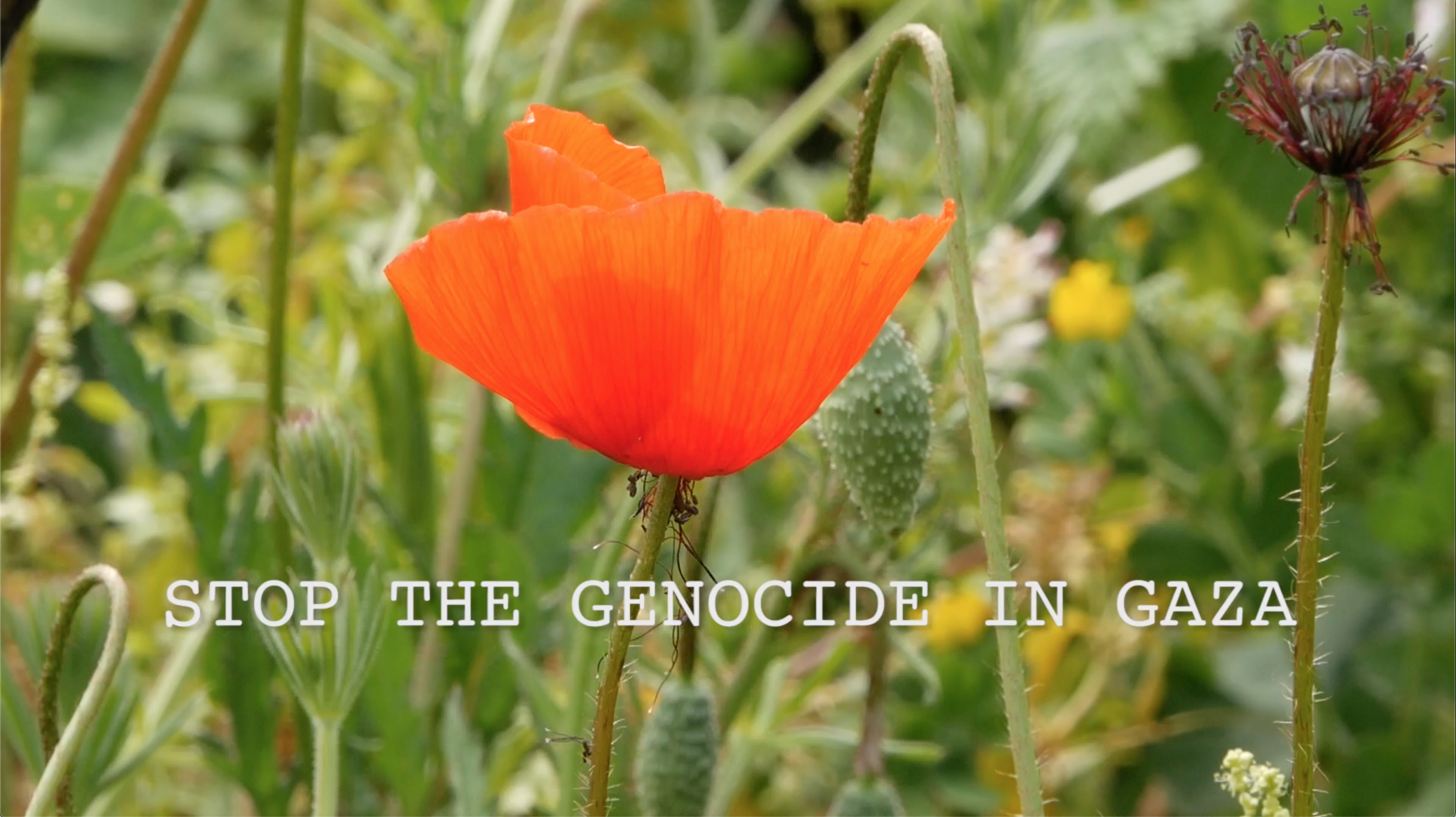 Solidarity video: “Stop the genocide in Gaza” & “Recognizing the Palestinian State”
